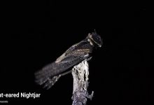 Nightjar (panggilan) yang hebat - YouTube