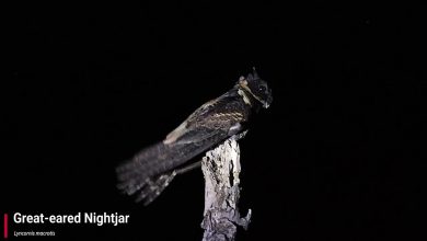 Nightjar (panggilan) yang hebat - YouTube