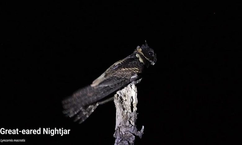 Nightjar (panggilan) yang hebat - YouTube