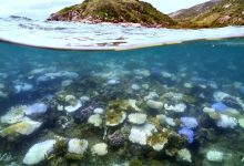 Setelah permata, Ningaloo Reef Australia sekarang menghadapi krisis pemutih karang