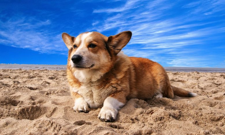 Kami pria meninggal berusaha menyelamatkan anjing dari pantai San Francisco Ocean