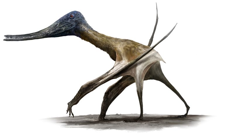 Trek Pterosaurus mengungkapkan reptil terbang juga nyaman di darat - beberapa lingkungan bersama dengan dinosaurus