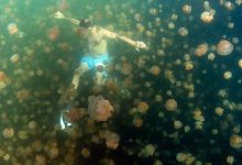 Ratusan ubur -ubur emas mengelilingi seorang perenang di danau ubur -ubur di Palau.