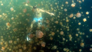 Ratusan ubur -ubur emas mengelilingi seorang perenang di danau ubur -ubur di Palau.