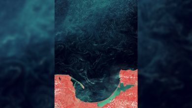 Foto satelit yang diperpanjang menunjukkan tingkat sebenarnya dari slick serbuk sari