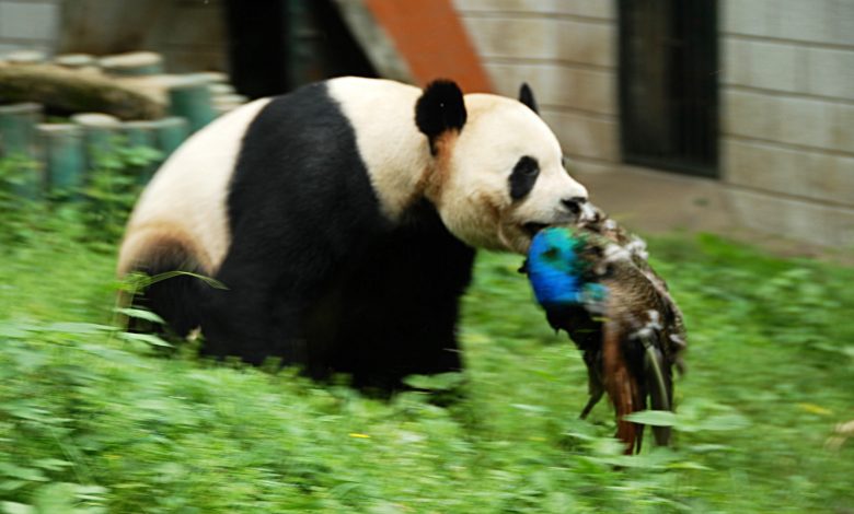 Panda dengan burung merak di mulutnya