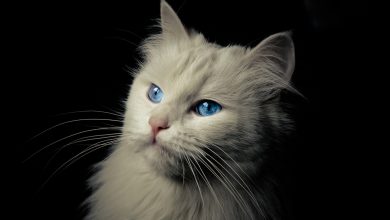Kucing mungkin telah dijinakkan lebih lambat dari yang kami kira - dengan kucing yang lebih awal dimakan atau dibuat menjadi pakaian