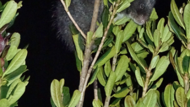 Foto yang diambil dari spesies tikus wol raksasa di pohon.