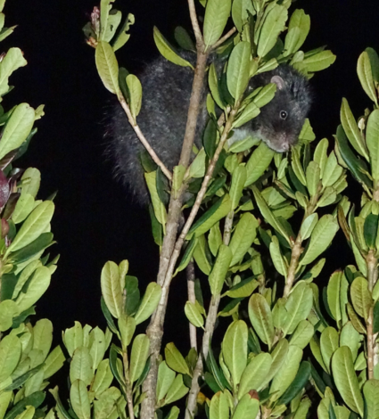 Foto yang diambil dari spesies tikus wol raksasa di pohon.