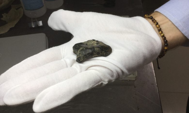 Sebuah foto fragmen tengkorak homo erectus yang baru ditemukan di tangan bersarung.