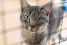 Lebih dari 25 kucing ditemukan tewas di rumah AS setelah tetangga melaporkan bau yang tidak menyenangkan