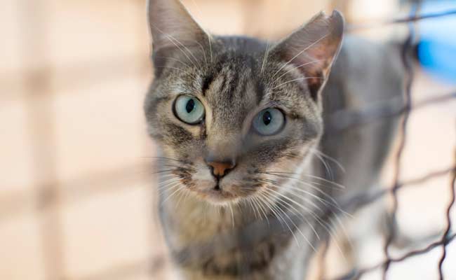Lebih dari 25 kucing ditemukan tewas di rumah AS setelah tetangga melaporkan bau yang tidak menyenangkan