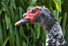 Bebek Muscovy