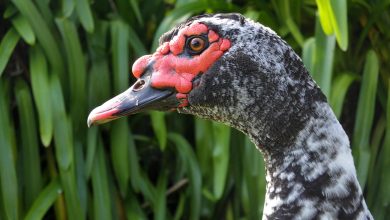 Bebek Muscovy