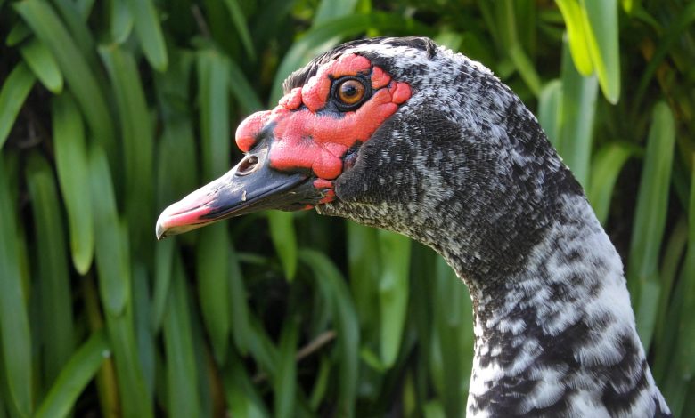 Bebek Muscovy