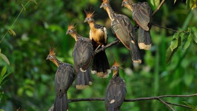 A Gropu of Hoatzin duduk bersama di cabang -cabang pohon di hutan hujan