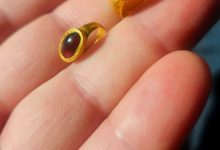 Seseorang memegang dua cincin emas batu permata yang ditemukan di lokasi pemakaman.