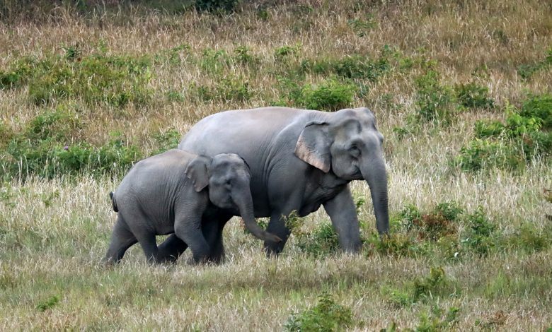 Dua gajah Asia berjalan di lapangan rumput.