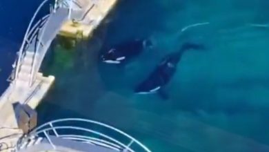 Paus Pembunuh Terjebak di Taman Marinir Prancis yang ditinggalkan 4 bulan setelah penutupan
