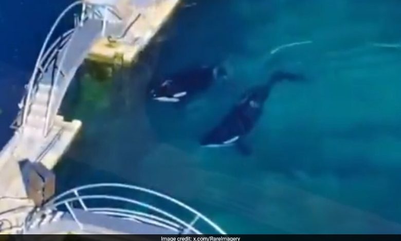 Paus Pembunuh Terjebak di Taman Marinir Prancis yang ditinggalkan 4 bulan setelah penutupan