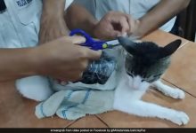 Cat menemukan Snaking Ganja, kokain ke penjara Kosta Rika. Bagaimana itu ditangkap