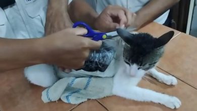 Cat menemukan Snaking Ganja, kokain ke penjara Kosta Rika. Bagaimana itu ditangkap