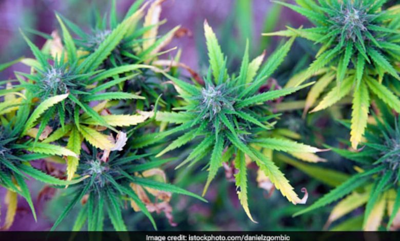 30.000 tanaman ganja yang ditanam diam -diam dihancurkan di Turki: Laporan