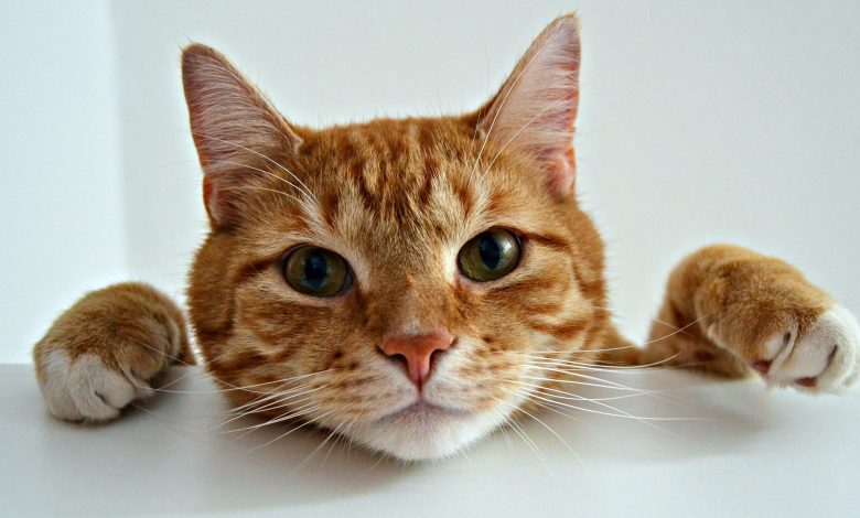 Ilmuwan memecahkan misteri tentang bagaimana kucing oranye mendapatkan mantel mereka - dan mengapa begitu banyak orang laki -laki