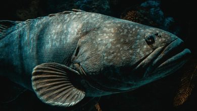 Gigi sakit? Bisa jadi karena ikan berusia 500 juta tahun