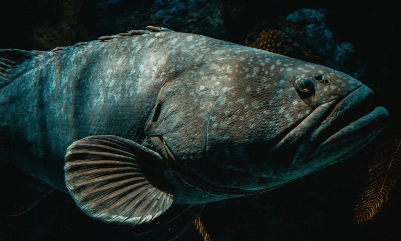 Gigi sakit? Bisa jadi karena ikan berusia 500 juta tahun