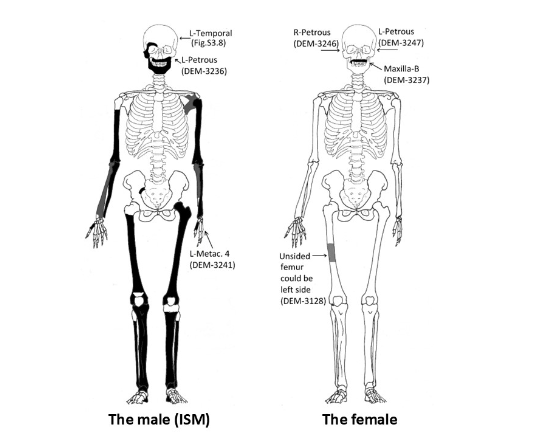 Diagram kerangka pria dan wanita.