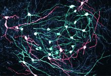 Neuron SNR di otak tengah mengirimkan sinyal yang tepat untuk mengontrol gerakan. Acti mereka