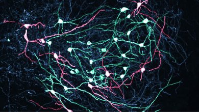 Neuron SNR di otak tengah mengirimkan sinyal yang tepat untuk mengontrol gerakan. Acti mereka