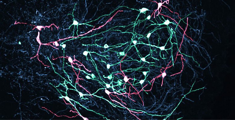 Neuron SNR di otak tengah mengirimkan sinyal yang tepat untuk mengontrol gerakan. Acti mereka