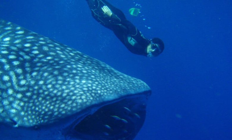 Anu Marine Ecologist, Ana Sequeira, berenang dengan hiu paus.