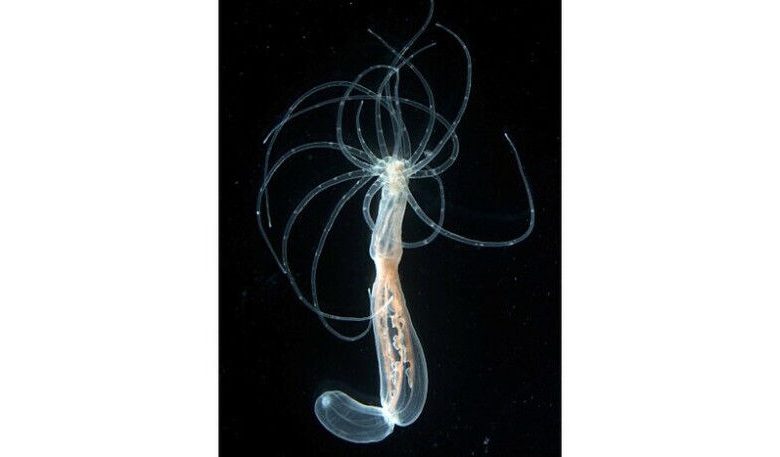 Gbr. 1: Polip dewasa dari anemon laut nematostella vectensis. C: Genikh Grigory