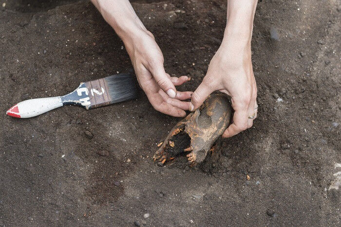 Penghapusan Tengkorak Anjing dari Situs Arkeologi Huaca Grande, di Peru © Cyri