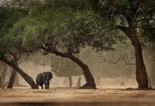 Manusia belajar berkembang di berbagai lingkungan Afrika sebelum sukse mereka