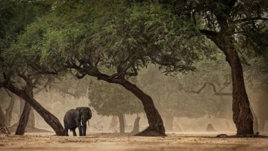 Manusia belajar berkembang di berbagai lingkungan Afrika sebelum sukse mereka