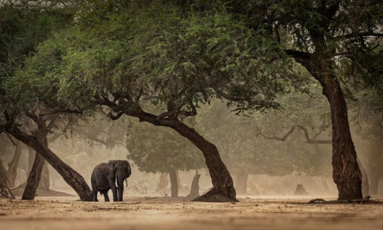 Manusia belajar berkembang di berbagai lingkungan Afrika sebelum sukse mereka