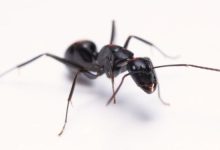Foto menunjukkan pekerja spesies Camponotus japonicus, yang meluas