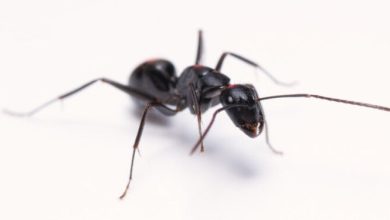 Foto menunjukkan pekerja spesies Camponotus japonicus, yang meluas