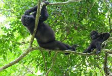 Gorila Gunung Bwindi di Uganda dan Gorila Dataran Rendah Barat di Gabon Mengeluarkan S