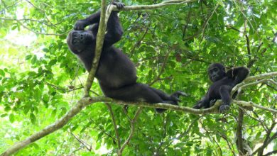 Gorila Gunung Bwindi di Uganda dan Gorila Dataran Rendah Barat di Gabon Mengeluarkan S