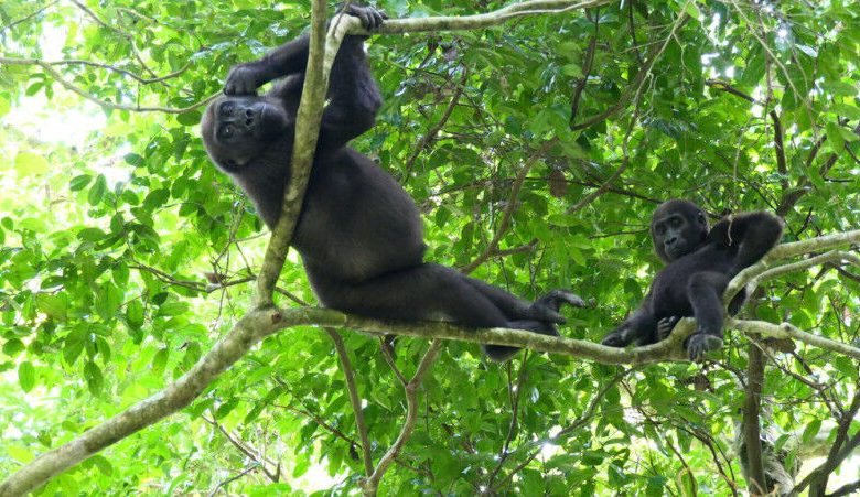 Gorila Gunung Bwindi di Uganda dan Gorila Dataran Rendah Barat di Gabon Mengeluarkan S