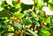 Barbet Yellow-Fronted (Psilopogon Flavifron) makan ara (Ficus sp.). UNLI