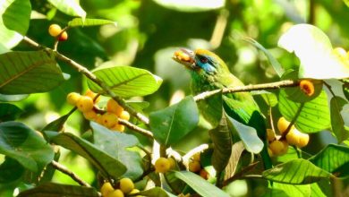 Barbet Yellow-Fronted (Psilopogon Flavifron) makan ara (Ficus sp.). UNLI