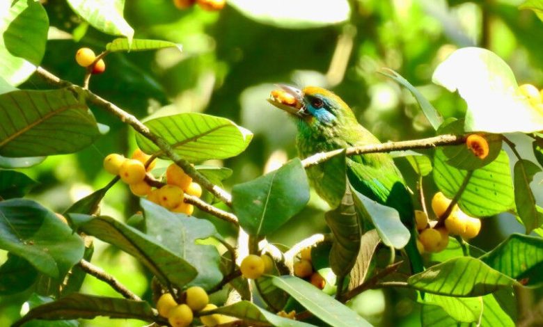 Barbet Yellow-Fronted (Psilopogon Flavifron) makan ara (Ficus sp.). UNLI