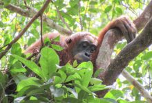 Cissy, seorang ibu orangutan Sumatra sedang tidur siang di sarangnya. © Natasha Ba