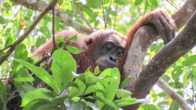 Cissy, seorang ibu orangutan Sumatra sedang tidur siang di sarangnya. © Natasha Ba
